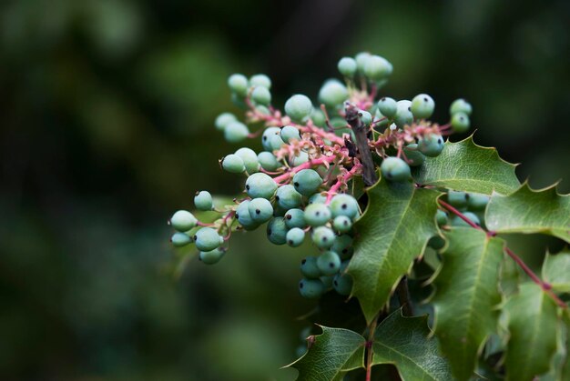 Photo vignobles en gros plan dans une vigne