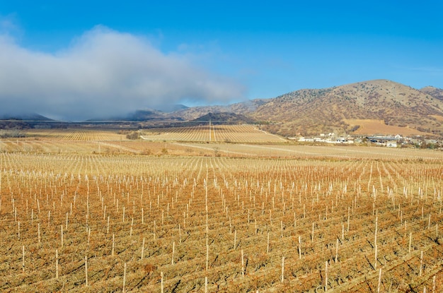 Vignobles d'hiver sans feuillage parmi les montagnes.