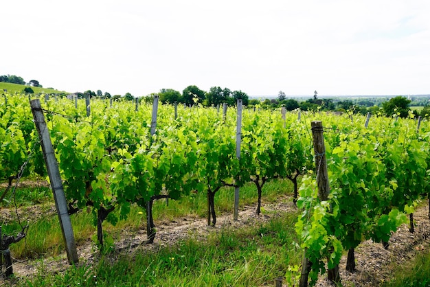 Vignobles en journée d'été à Saint-Emilion un site du patrimoine mondial de l'unesco