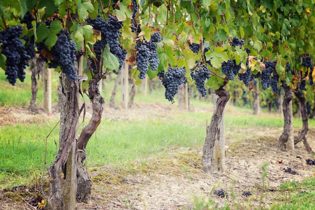 Vignobles de raisin bleu au moment des vendanges