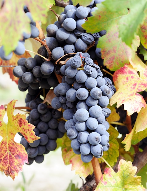 Vignobles de raisin bleu au moment des vendanges