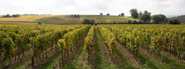 Photo vignobles rangées de vignes prises par une journée lumineuse et ensoleillée