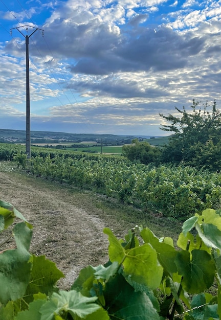 Vignobles de la région de champagne près de Reims en France