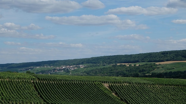 Vignobles de la région de champagne près de Reims en France