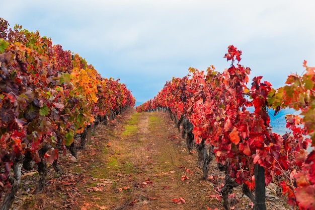 Vignobles rouges dans la vallée du fleuve Douro au Portugal. Région viticole portugaise. Beau paysage d'automne