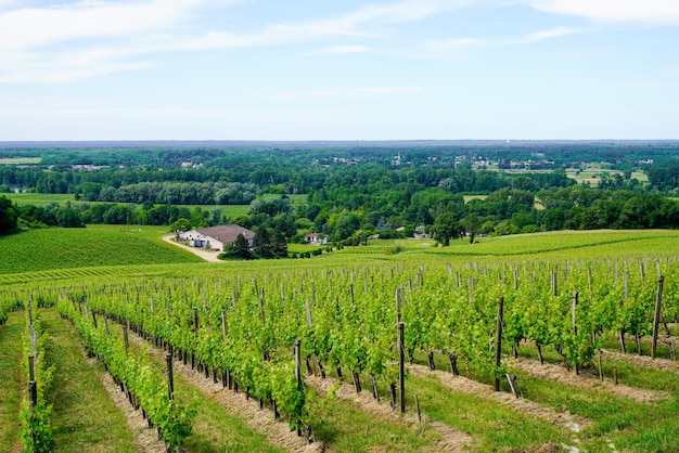 Vignobles de Saint Emilion en été vignoble français