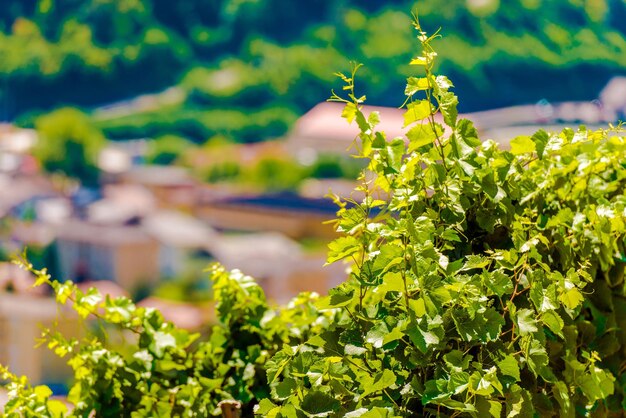 Photo vignobles suisses