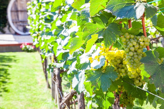 Vignobles sur le terrain. Raisins avec vigne et feuilles par temps ensoleillé.