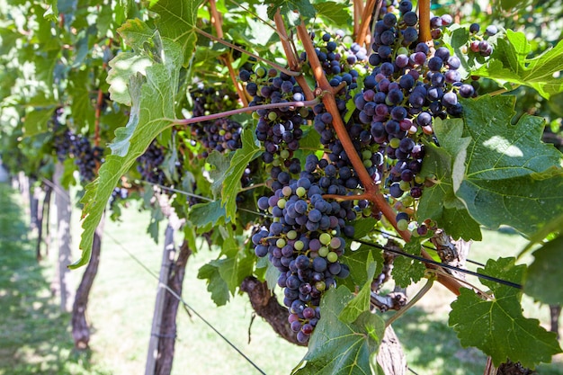 Vignobles sur le terrain. Raisins avec vigne et feuilles par temps ensoleillé.