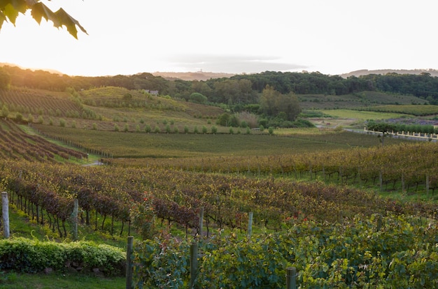 vignobles vallées au brésil