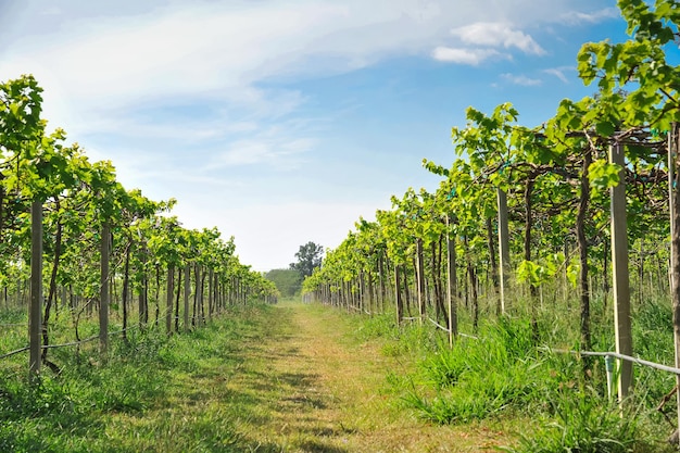 Vignobles verts en Thaïlande Ferme de raisin