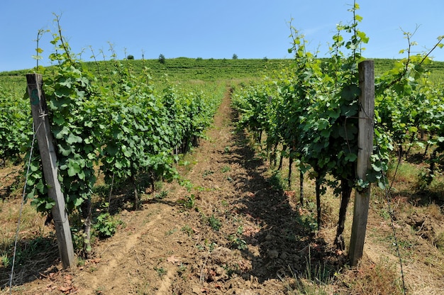 Vignobles verts et vignes contre le ciel bleu. Culture de raisins de cépage pour la production de vin.