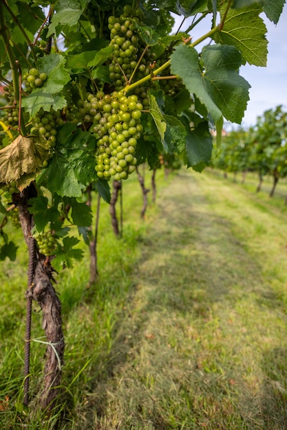 Vignobles viticoles jeunes buissons de vigne de plantation de raisin dans la ville de prague en république tchèque