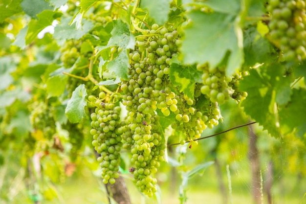 Vignobles viticoles jeunes buissons de vigne de plantation de raisin dans la ville de prague en république tchèque