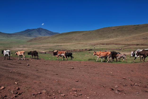 Village de Masai en Tanzanie, Afrique