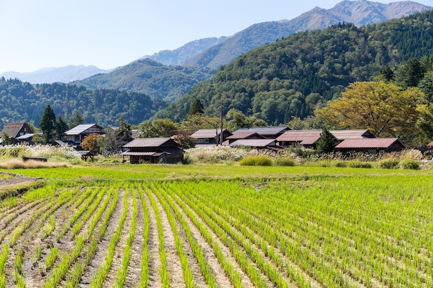 Village et rizière de Shirakawago