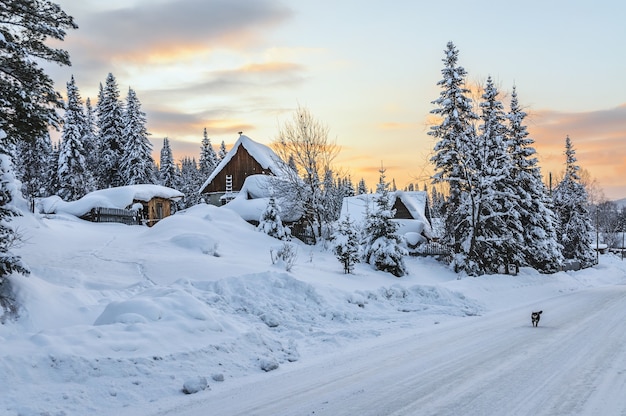 Village Sibérien En Hiver Au Coucher Du Soleil, Le Chien Court Le Long De La Route