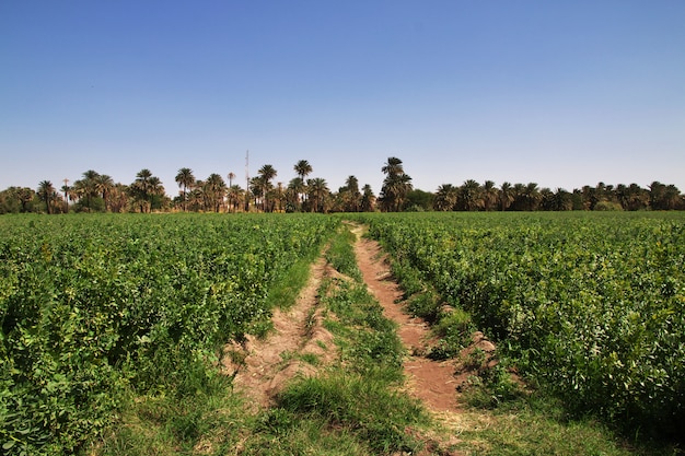 Village soudanais sur le Nil