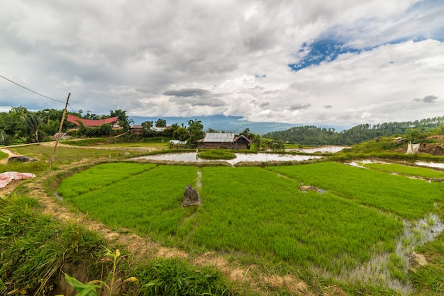 Village traditionnel de Sulawesi en Indonésie