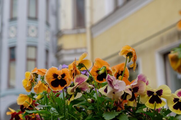 Photo la ville de tallinn.