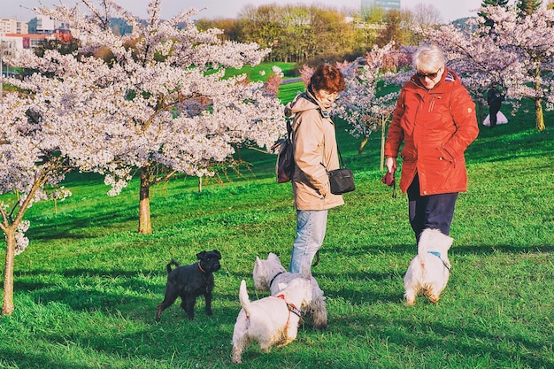 Vilnius, Lituanie - 30 avril 2016 : Femmes promenant leurs chiens de terrier écossais à Sakura ou jardin fleuri de fleurs de cerisier au printemps, Vilnius, Lituanie. Tonifié