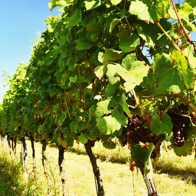 Photo le vin dans le vignoble région viticole de moravie du sud république tchèque