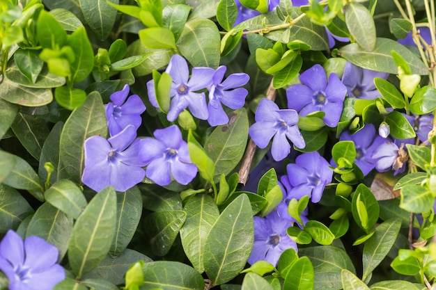 Vinca minor dans le sol Purple Vinca periwinkle flower fond naturel avec fleur de printemps