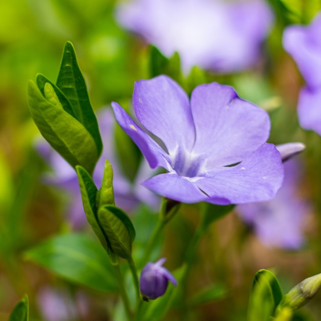 Photo vinca minor, noms communs petite pervenche ou pervenche naine, est une espèce de plante à fleurs de la famille de l'apocyn du jardin botanique.