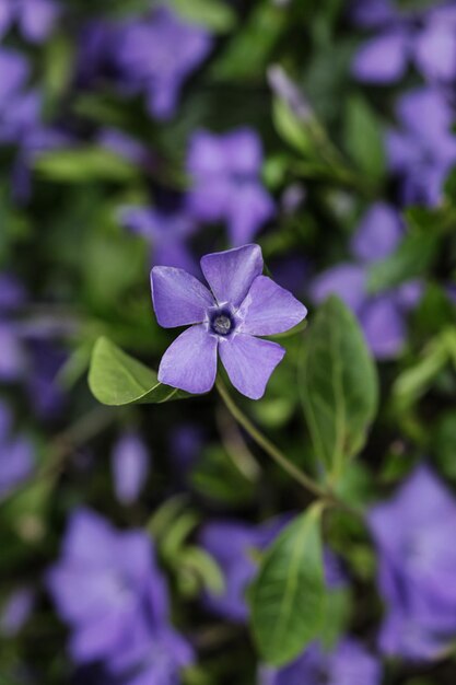 Vinca minor petite pervenche fleurs ornementales en fleurs arrière-plan image verticale fleurs précoces rampantes mise au point sélective