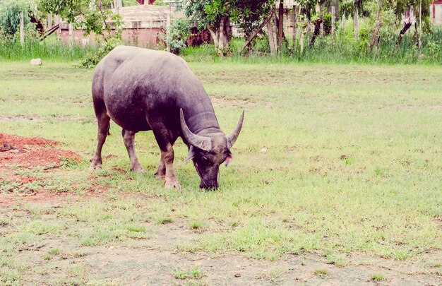 Vintage le buffle ou buffle domestique asiatique (Bubalus bubalis)