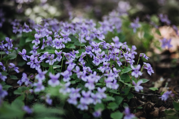 Viola reichenbachiana. Petites fleurs violettes et feuilles vertes de belle plante forestière au début du printemps.