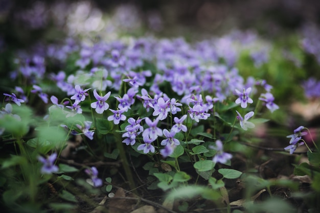 Viola reichenbachiana. Petites fleurs violettes et feuilles vertes de belle plante forestière au début du printemps.