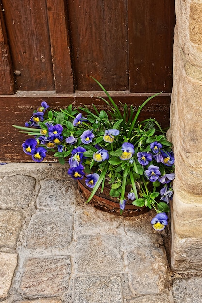 Viola tricolor dans le parterre de fleurs à la maison dans le centre-ville du vieux Bamberg en Haute-Franconie, Bavière, Allemagne. On l'appelle aussi Alte Hofhaltung.