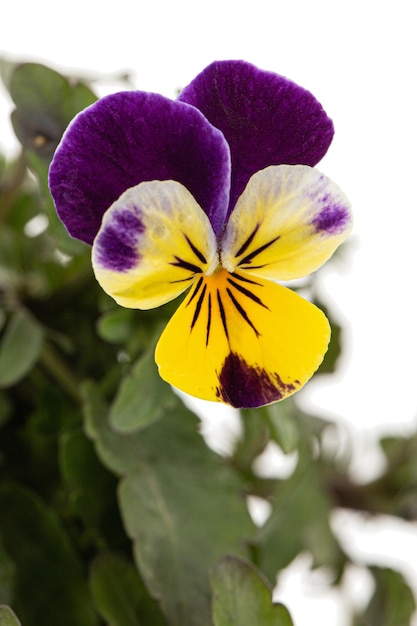 Viola tricolor lat Johnny Jump up ou Viola cornuta lat Horned Violet isolé sur fond blanc