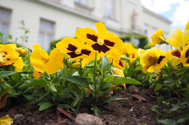 Photo viola tricolore pansy johnny saute sur le cœur sease cœur soulagement cœur délice ticklemyfancy jackjumpupandkissme viens et câlinez-moi trois visages dans une cape amour inidleness rose de mon john