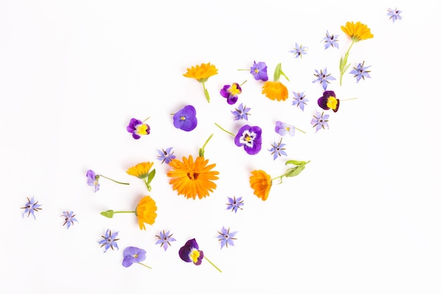 Violet bleu orange fleurs comestibles viola calendula et bourrache sur fond blanc