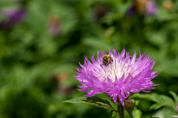 Violet avec fleur de bleuet blanc avec un gros plan d'abeille Mise au point sélective Place pour le texte