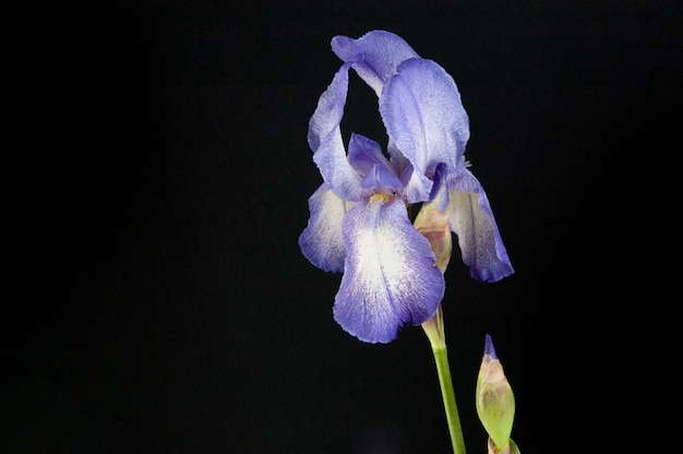 Violet iris sur fond noir