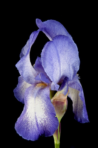 Violet iris sur fond noir