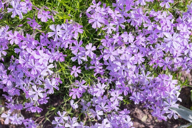 Violet et Phlox subulata fleurissant sur le préPhlox en forme de poinçon beaucoup de belles fleurs violettes phlox de mousse rose coloré comme arrière-plan mise au point sélective