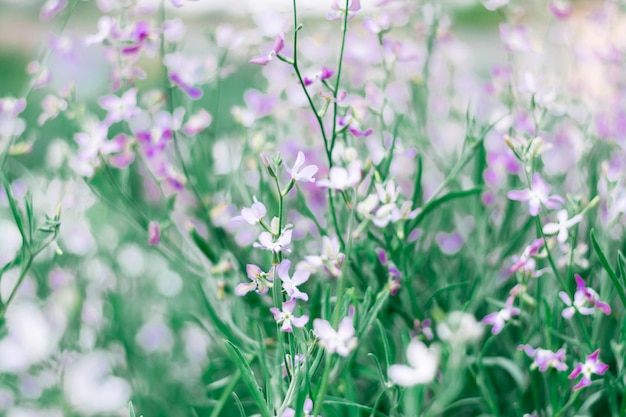Violet-vert floral flou fond violet nuit dans le jardin. Mise au point sélective
