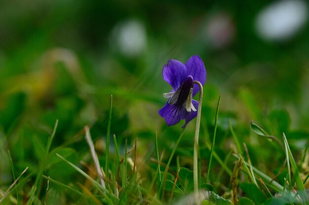 Violette au printemps