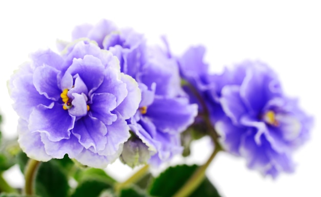 Violettes belles fleurs