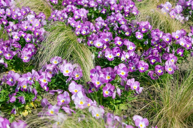 Photo des violettes violettes dans un parterre de fleurs un fond floral