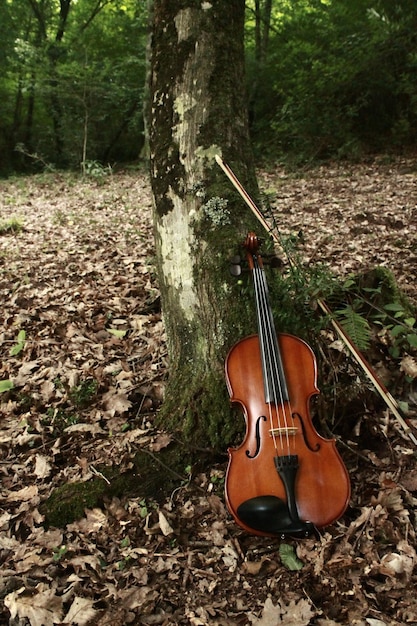 Photo un violon dans la forêt appuyé sur un arbre