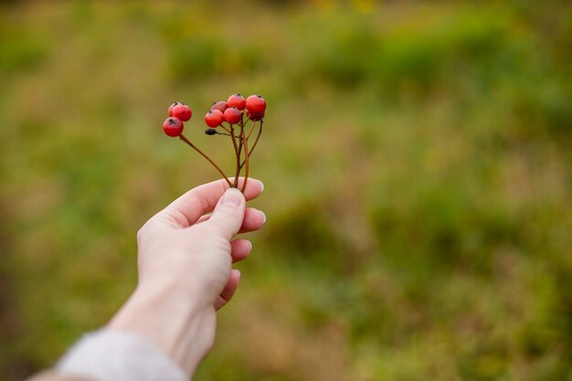 Viorne d'automne rouge dans les mains. Espace de copie.