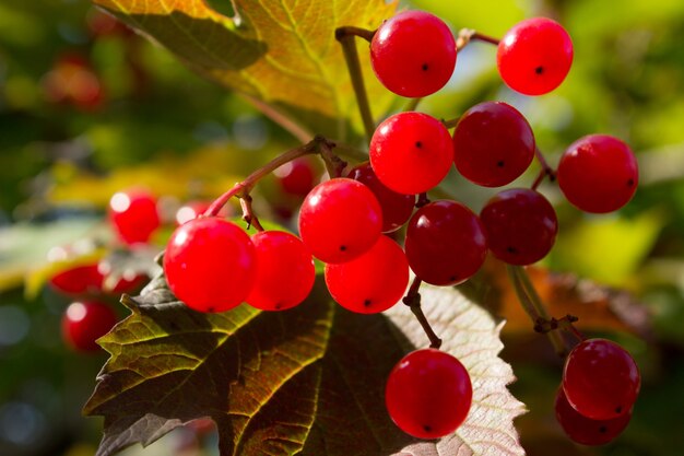 viorne bush rouge baies d'automne cadeaux d'automne