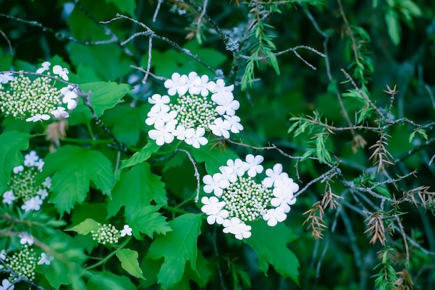 Viorne à fleurs blanches en plein soleil