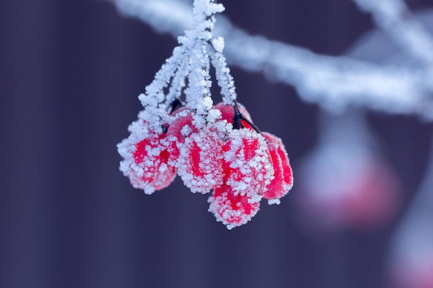 Viorne rouge sur la branche couverte de givre