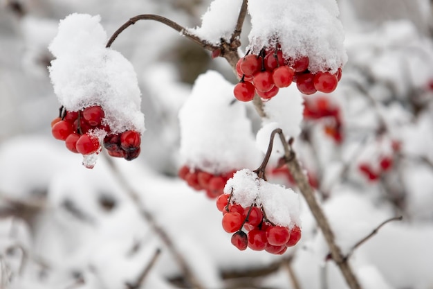 La viorne rouge est couverte de neige